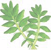 Helpful Herbs